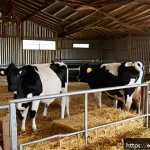 축산업 정부 규제와 정책 변화 - A modern livestock barn interior showcasing spacious, well-lit pens with comfortable bedding materia...